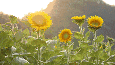 1629609930708542.gif 向日葵动图.gif